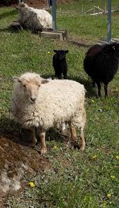 Nos Moutons Sheep Solution