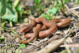 シマヘビ 幼体や黒化型（カラスヘビ）を写真つきで解説 | 山川自然誌研究所