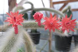 Image result for Cola natalensis