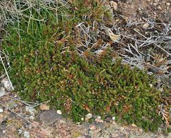 Image result for Selaginella chevalieri