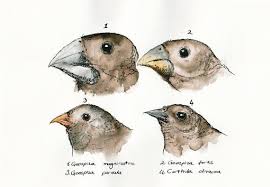 Ink Watercolor Painting Darwin S Finches By Deryaerbay On Etsy 55 00 Watercolor Paintings Watercolor Bird Bird Art