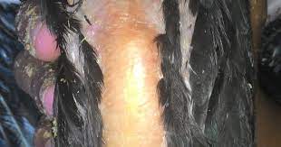 Cara mengobati snot pada ayam kampung, terbukti ampuh. Cara Menghilangkan Cairan Di Dada Ayam Aduan Menghilangkan Masalah