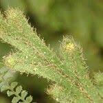 Image result for Hymenophyllum splendidum