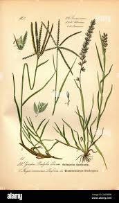 Image result for Cynodon incompletus