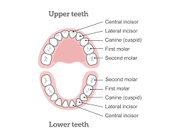 baby teeth chart what order do babies teeth come in