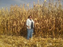 Check spelling or type a new query. Corn Stalks Archives Haymap