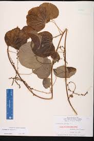 Image result for Cissampelos