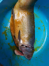 Maybe you would like to learn more about one of these? Ikan Susu Milk Fish Bakar Mamalinablog
