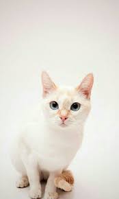 Chat Blanc Beige Fond D Ecran Animaux Chat Blanc Chat
