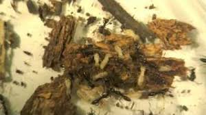 Why you should do your own pest control! Asian Needle Ants Attacking Termites Youtube