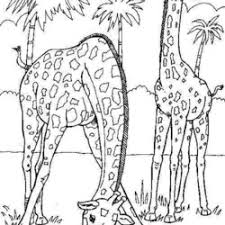 Colorir desenhos é muito divertido, ainda mais, estes animais maravilhosos! Desenhos De Girafas Para Imprimir E Colorir