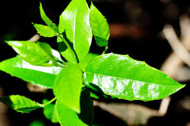 Image result for Cassinopsis