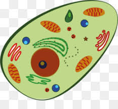 Lysosome Png Free Download Red Blood Cell Guard Cell Png Stoma Find & download free graphic resources for transparent.