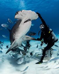 They possess the typical shark lamniform body plan and have been mistaken for great white sharks. Daredevil Diver Gets Up Close And Personal With 1 000lb Hammerhead Sharks And Insists Anyone Can Do It