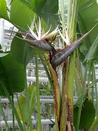 Birds paradise zum kleinen preis hier bestellen. White Bird Of Paradise Vital Facts Sunday Gardener