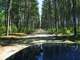 Beltrami Island State Forest State Forest Forest Road Forest