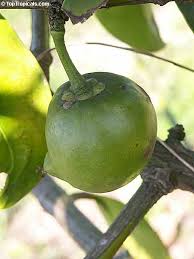 Image result for Garcinia punctata