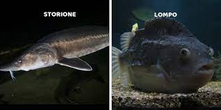 We did not find results for: La Differenza Tra Caviale E Uova Di Lompo