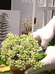 Image result for Crassulaceae