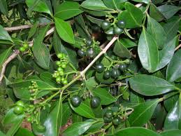 Image result for Psydrax