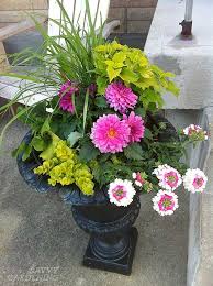 When the plant's roots hold all of the soil, it's time for a transplant. A Container Garden Cheat Sheet