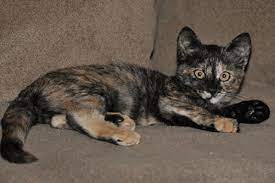 How Much Is A Male Tortoiseshell Cat Worth My Pet Blog