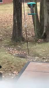 Very funny !!.small ground squirrel and a greased pole. People Are Sharing Genius Life Hacks And You Will Be Surprised You Never Thought Of Them Bored Panda