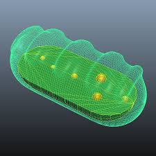 Plant cell mitochondria 3d model. Mitochondria 3d Model 12 Obj Fbx Ma Free3d