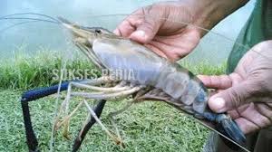 Udang galah merupakan jenis udang yang masuk dalam spesies. Cara Ternak Udang Galah Belajar