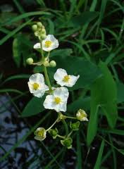 Image result for Alismataceae