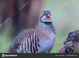 Image result for Alectoris rufa