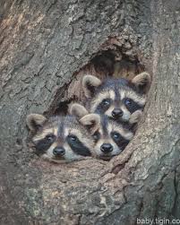 Pin On Stuffed Animals