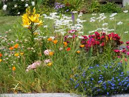 Wild Flower Garden I Absolutely Love These Something Is Very Sweet About Them Wildflower Garden Small Garden Design Flower Garden