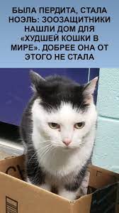 byla perdita stala noel zoozashitniki nashli dom dlya hudshej koshki v mire dobree ona ot et koshki noel zhivotnye