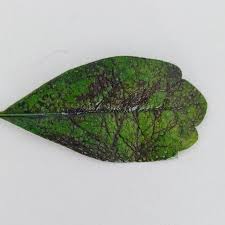 Image result for Ehretia obtusifolia