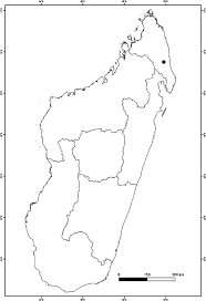 Image result for Phyllanthus bernierianus