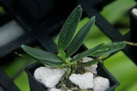 Image result for Polystachya songaniensis