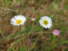 Image result for Erigeron karvinskianus