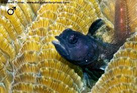 Image result for Blepharis buchneri