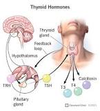 Image result for how is thyroid hormone produced and regulated crash course