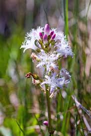 Image result for Menyanthaceae