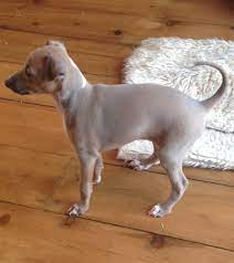Maybe you would like to learn more about one of these? Kc Reg Blue Fawn Italian Greyhound Girl Chislehurst Kent Pets4homes