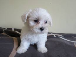 Maltichons Maltese X Bichon Frise Pontefract West Is A Bichon Maltese Mix The Right Dog For You Bichon Frise X M In 2020 Bichon Frise Maltese Dogs Bichon Frise Puppy