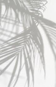 Black And White Plants Wallpaper Trendy Palm Tree Pictures Black White 57 Ideas White Background Wallpaper Palm Tree Background White Aesthetic