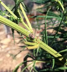 Résultat de recherche d'images pour "scale insects"
