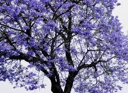 1250 Sementes Jacaranda Mimoso Arvore Flor Azul Jardim Sitio Parcelamento Sem Juros