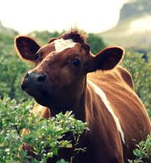 Burlap And Hay Animals Beautiful Cute Cows Animals