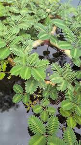 Image result for Neptunia oleracea