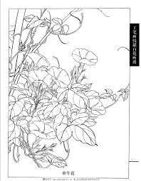 线描 百花 画谱 白描 国画 唯美 牵牛花 工笔白描花鸟图谱 绘画书法 图片素材 colouring art therapy flower drawing asian flowers
