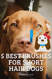 It can also penetrate deep into the double coats of canines. 5 Best Dog Brush For Short Hair Top Reviewed Oodle Dogs In 2021 Dog Brushing Short Haired Dogs Short Hair Dogs